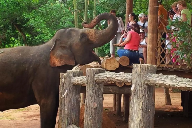 1. Elephant Orphanage