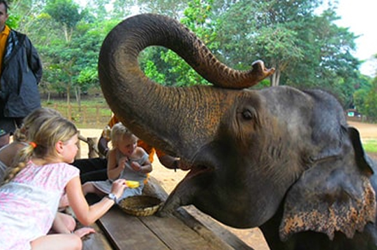1. Pinnawala Elephant Orphanage
