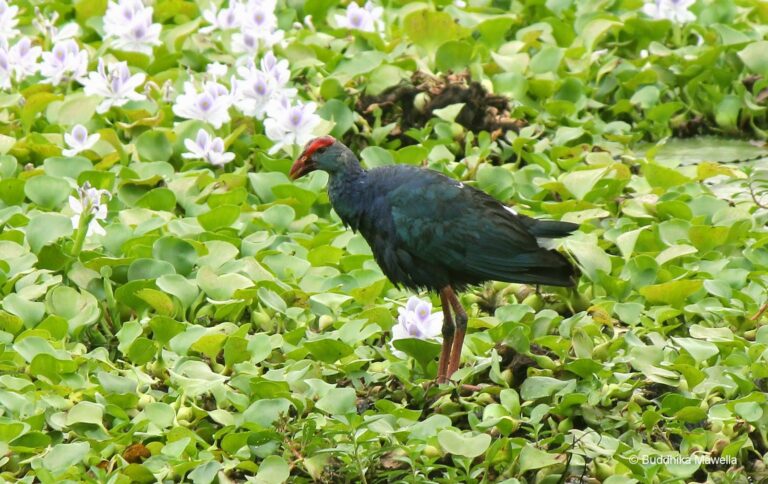 10. Purple Swamphen