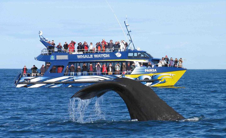 10. Whale Watching