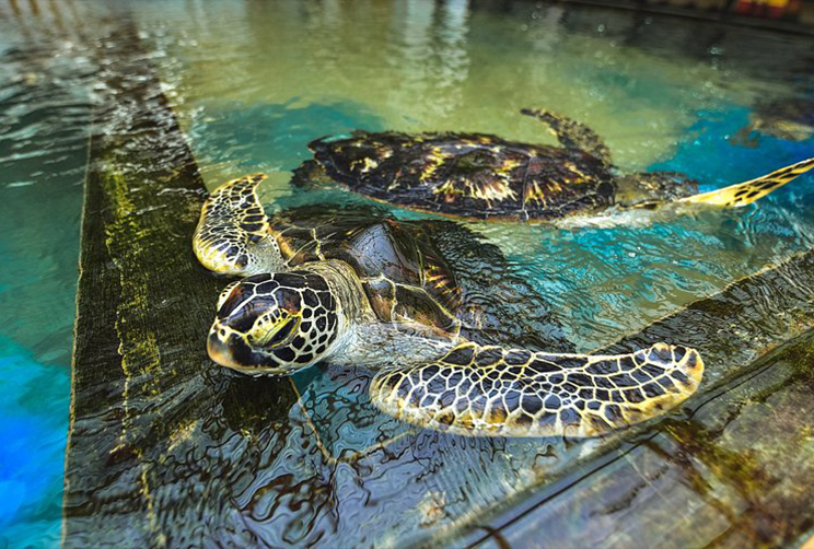 11. Turtle Hatchery