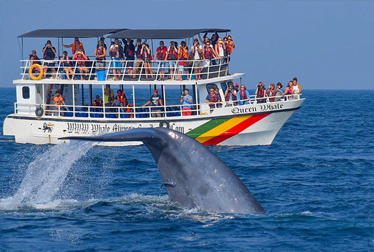2. Whales & Dolphin watching