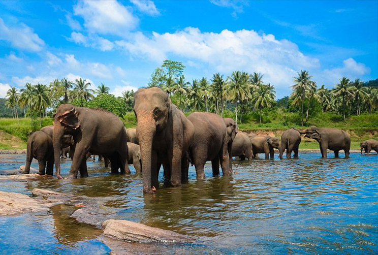 4. Elephant orphanage Pinnawala