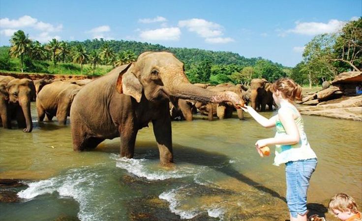 5. Elephants Orphanage