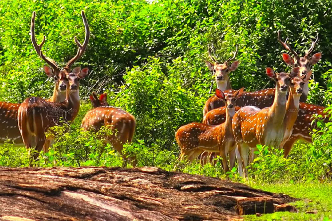 5. Udawalawa Safari