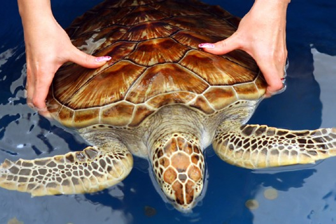 6. Elephant Orphanage