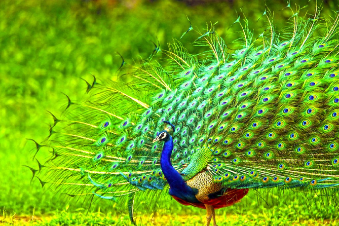 6. Peacock