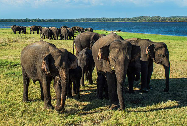 6. The Elephant Gathering