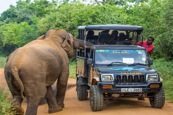 6. Yala Safari