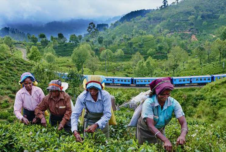 7. Tea Plantations