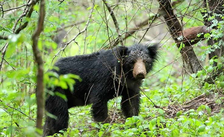 8. Sloth bear
