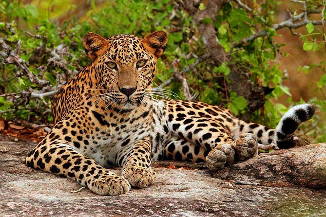 8. Yala National Park